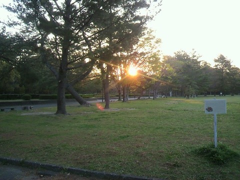 公園 朝