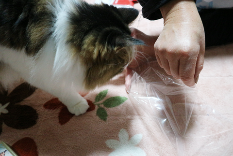 猫ブログ