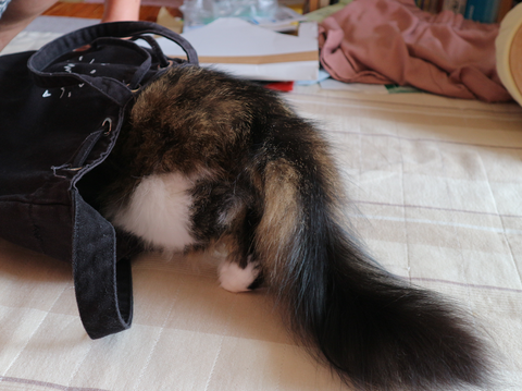 チーズケーキ美味しい