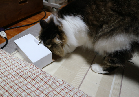 小さい箱と猫