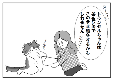 蝶の観察記録