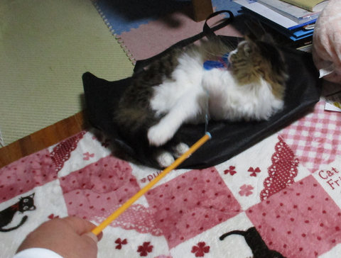 カシャカシャぶんぶん6