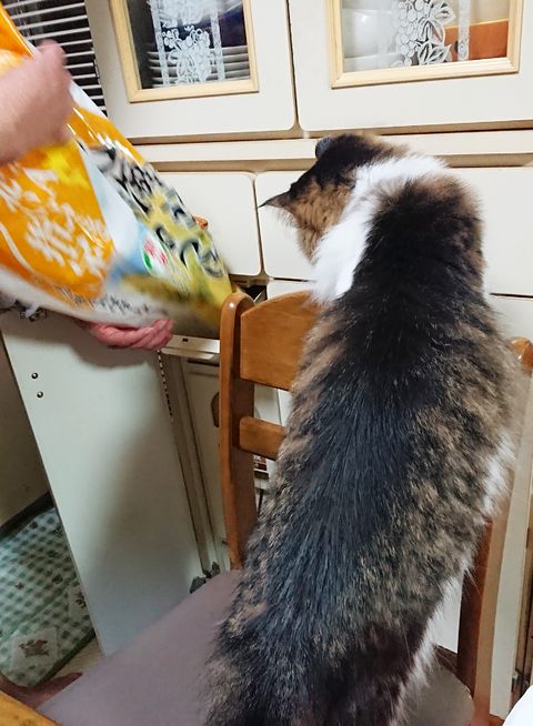 猫ブログ