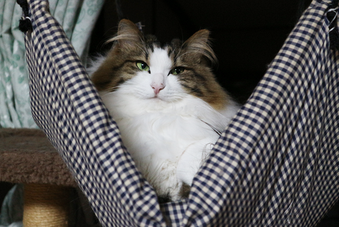 猫ブログ