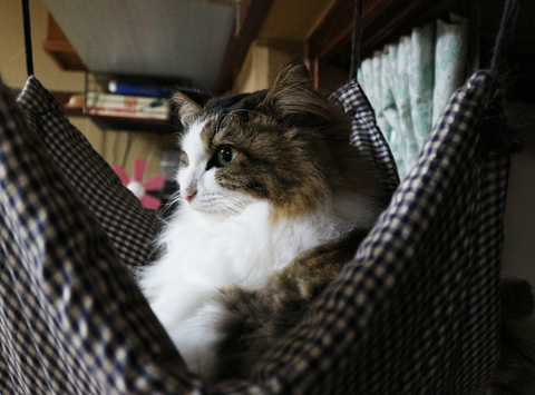 かわいい猫と美味しいもの