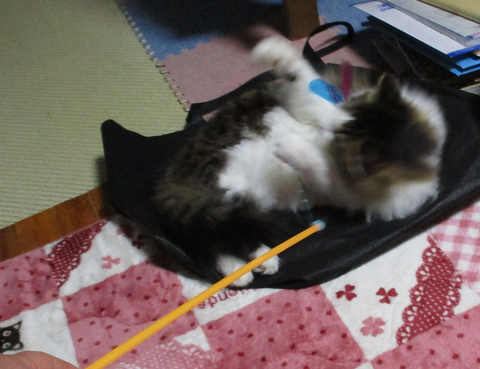 カシャカシャぶんぶん8