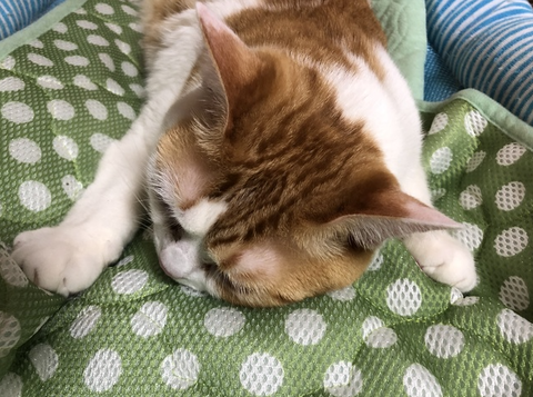 イカ耳福さま