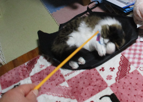 カシャカシャぶんぶん4