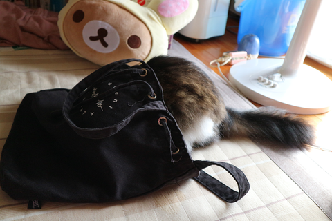 バッグに入る猫