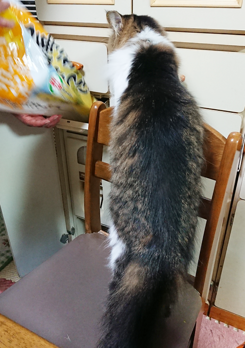 お手伝いをする猫