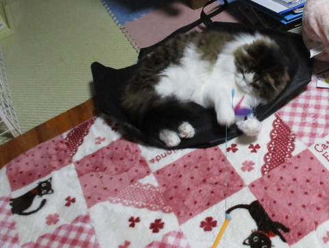 カシャカシャぶんぶん5