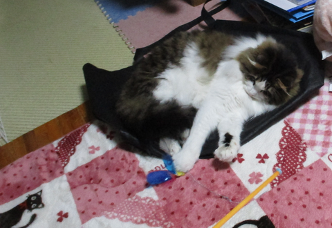 カシャカシャぶんぶん3