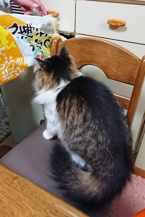 猫写真