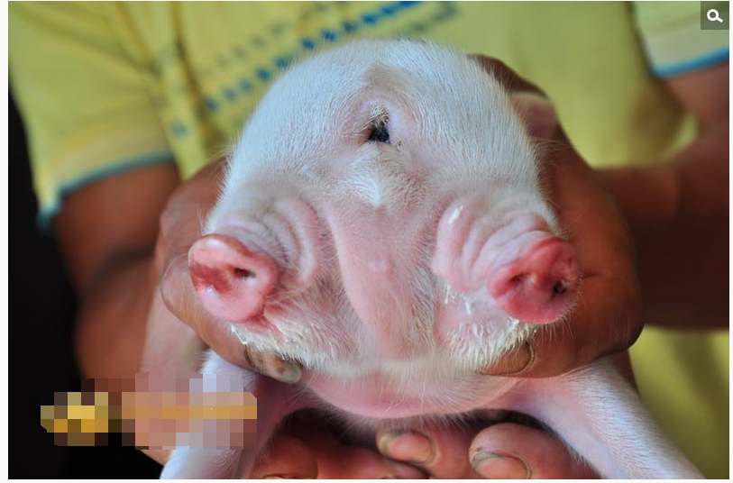 四川省 珍しい豚 画像あり グロ注意 中国大陸情報局