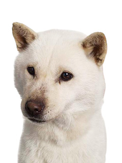 元ネタ 犬の十戒 めぞらぼ