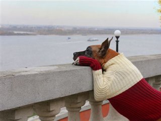 元ネタ 犬の十戒 めぞらぼ 元ネタ 犬の十戒 めぞらぼ