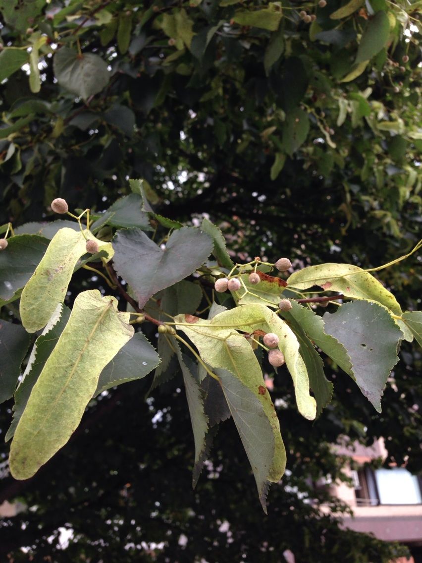 セイヨウシナノキ Maisontoutob 東京植物図鑑