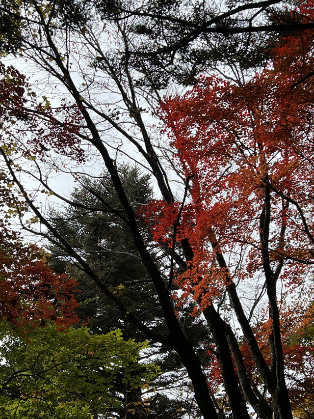 ⑭最後の紅葉