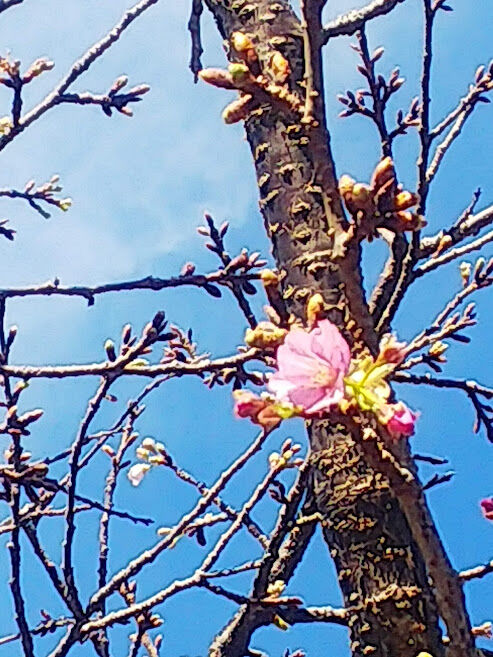 3桜もほころぶ暖かさ