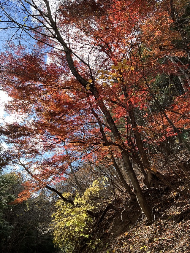 最後の紅葉