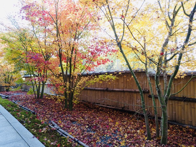 写真15 紅葉は最盛期。