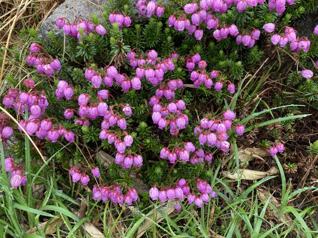大雪山の高山植物を堪能する――。本当のところ、あまり教えたく