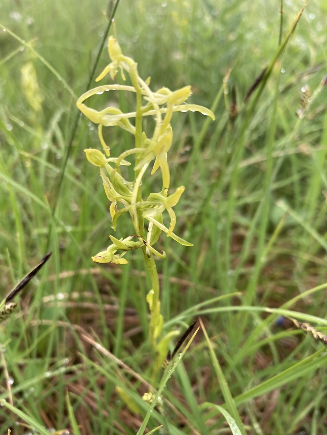 15ホソバノキソチドリ