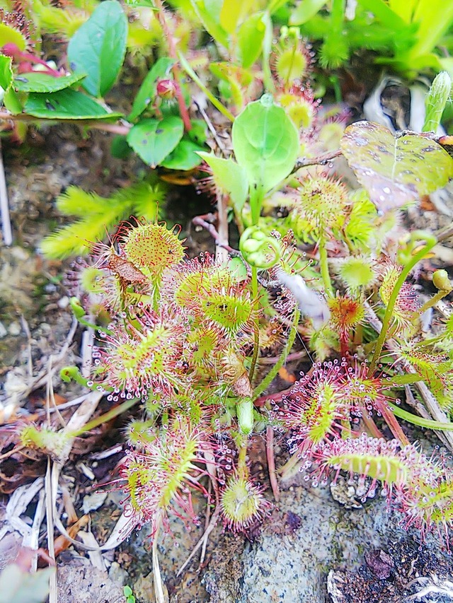 18マルバモウセンゴケの開花