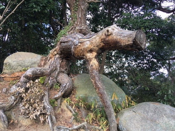 千光寺の樹