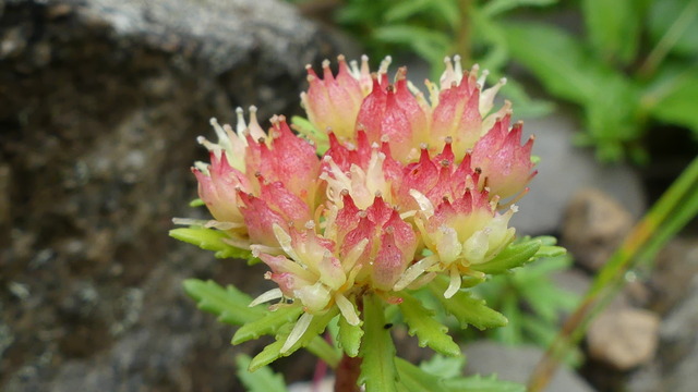 P1090631