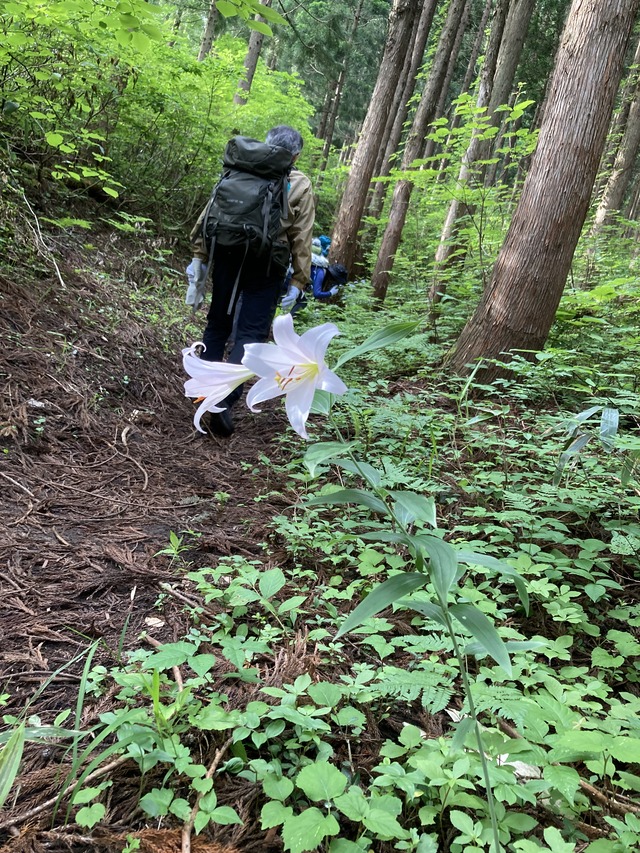 1ササユリ咲く登山道
