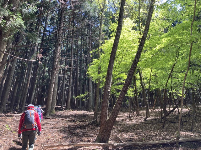 ３まばゆい新緑の森を行く