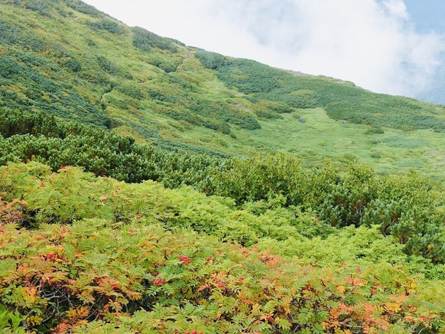 写真06_ハイマツ＆ナナカマド地帯