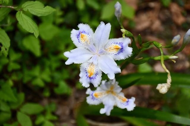 03_鮮やかなシャガの花