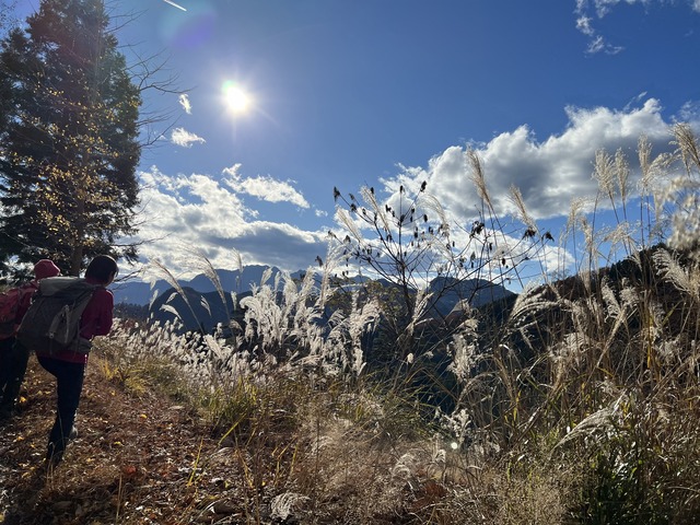 ススキ越し両神山