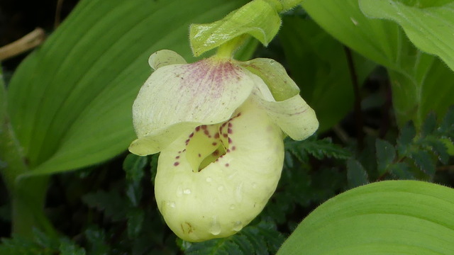 P1090518