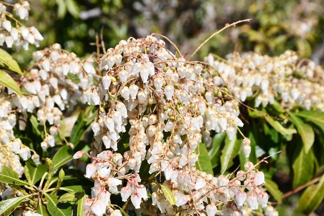 04_山頂で揺れる馬酔木の花