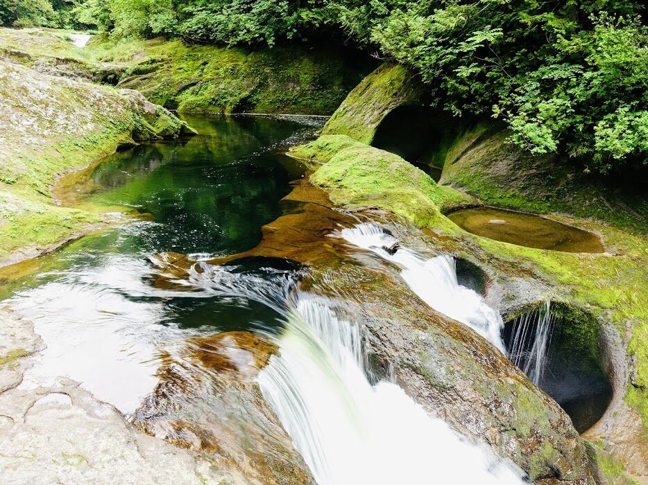 北秋田、初夏の旅。 高山植物と滝探し 秋田最後の秘境小又峡と花の百名