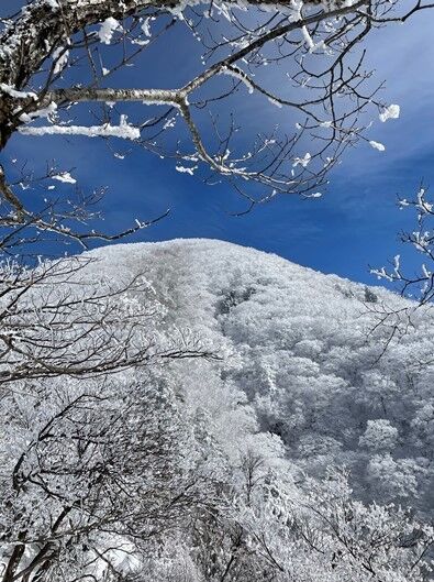 霧氷の森