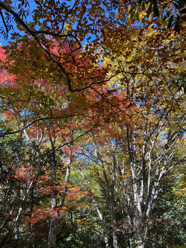 ⑥青空と紅葉