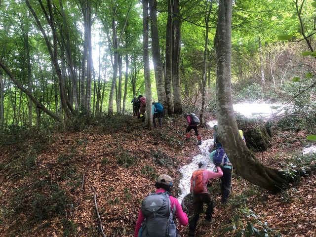 25.下山時のブナ林