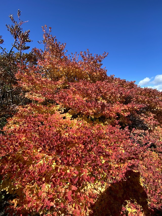 7紅葉