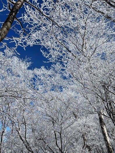 青空をバックに雪の花が満開