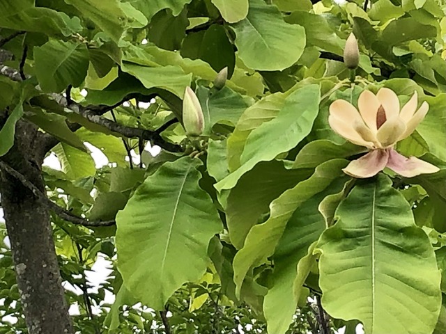 8.朴ノ木の花