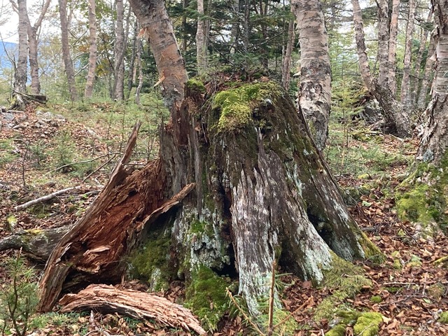 ⑧八百平にある苔むしたコメツガ