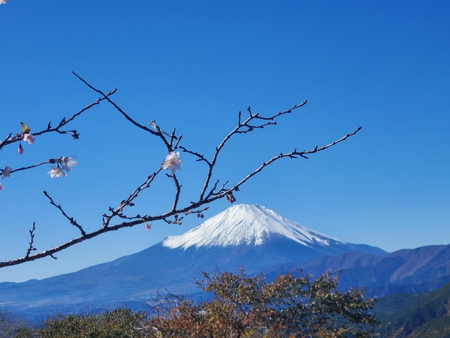 富士山と冬のさくら。大野山山頂にて