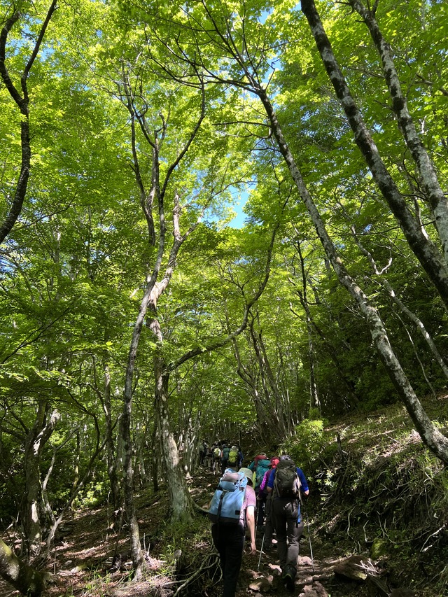 由布岳樹林帯写真