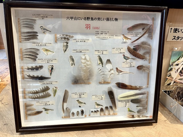 2.ガイドハウスの野鳥の羽