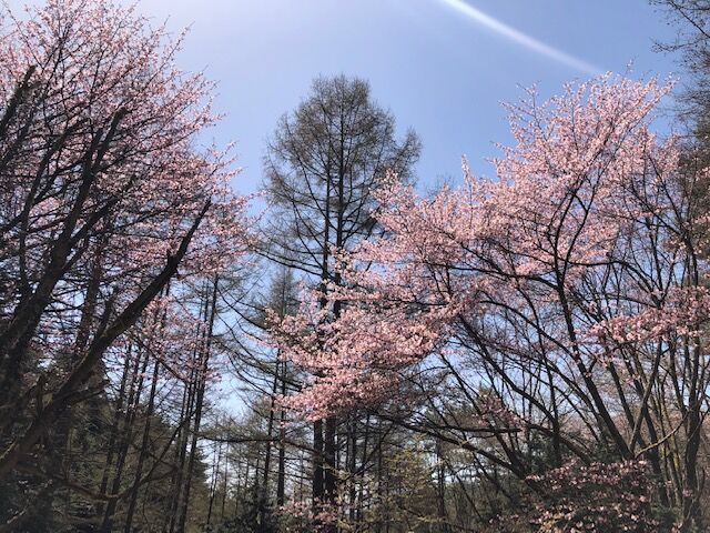 7.登山道の花その3