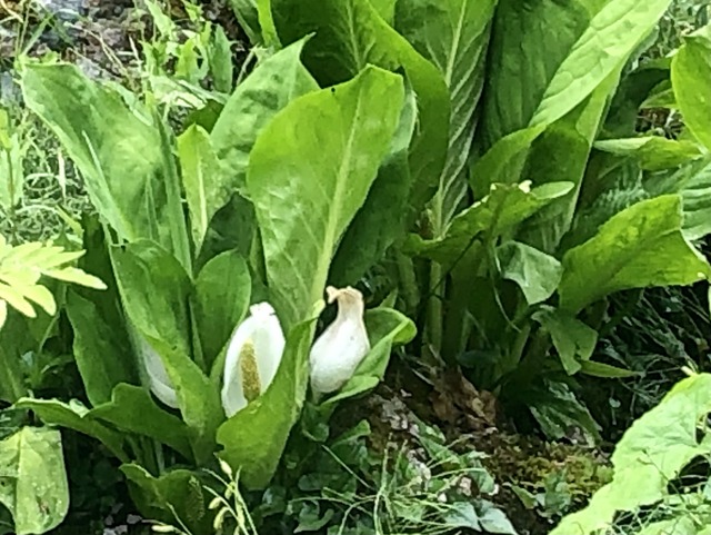 11.長松登山口の水芭蕉